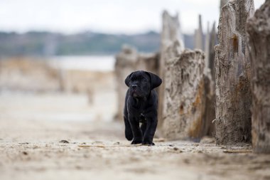 Şirin Puppy Cane Corso açık havada