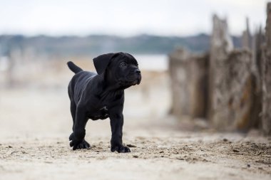 Şirin Puppy Cane Corso açık havada