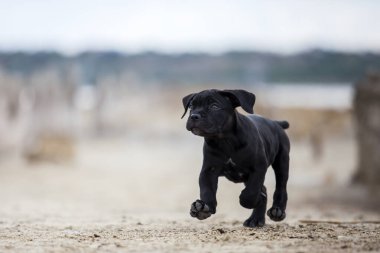 Şirin Puppy Cane Corso açık havada