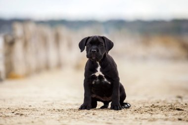Şirin Puppy Cane Corso açık havada