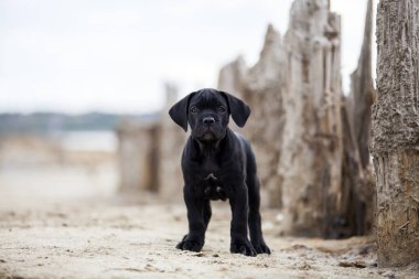 Şirin Puppy Cane Corso açık havada