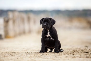 Şirin Puppy Cane Corso açık havada