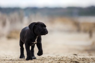Şirin Puppy Cane Corso açık havada