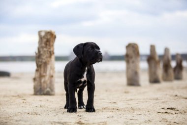 Şirin Puppy Cane Corso açık havada