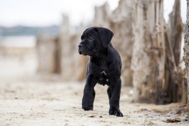 Şirin Puppy Cane Corso açık havada