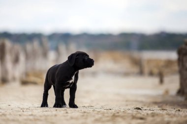 Şirin Puppy Cane Corso açık havada