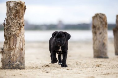 Şirin Puppy Cane Corso açık havada