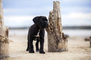 Şirin Puppy Cane Corso açık havada