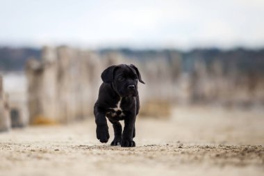 Şirin Puppy Cane Corso açık havada