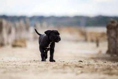 Şirin Puppy Cane Corso açık havada