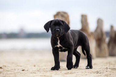 Şirin Puppy Cane Corso açık havada
