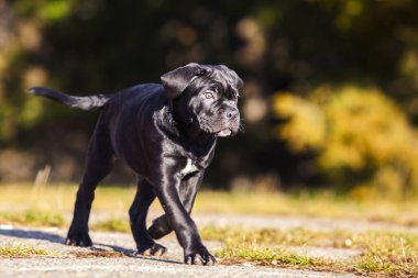 Şirin Puppy Cane Corso açık havada