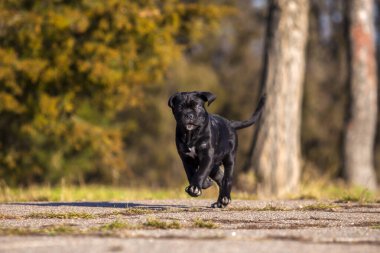 Şirin Puppy Cane Corso açık havada
