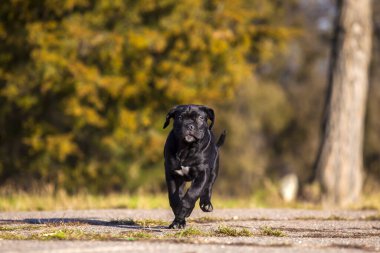 Şirin Puppy Cane Corso açık havada