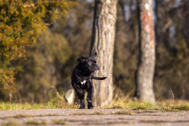 Şirin Puppy Cane Corso açık havada