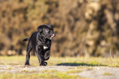 Şirin Puppy Cane Corso açık havada