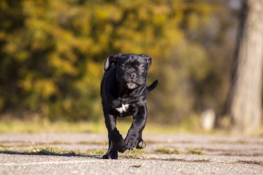 Şirin Puppy Cane Corso açık havada