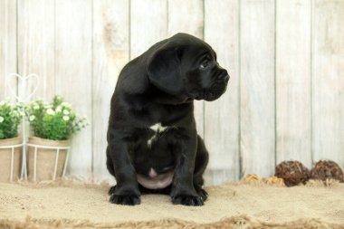 Şirin Puppy Cane Corso stüdyoda.