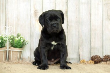 Şirin Puppy Cane Corso stüdyoda.