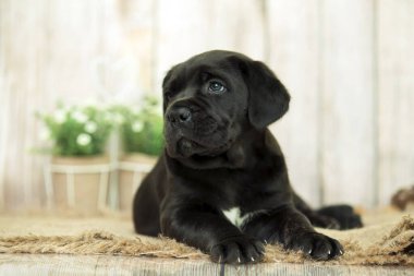Şirin Puppy Cane Corso stüdyoda.