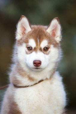 Sibirya Husky köpeği dışarıda.