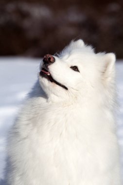 Sevimli Samoed köpeği açık havada