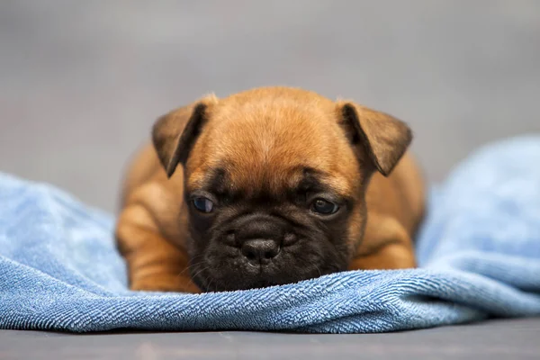 かわいいフランスのブルドッグ子犬 — ストック写真