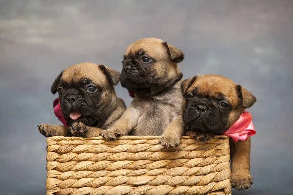 Little Cute French Bulldog Puppies — Stock Photo, Image