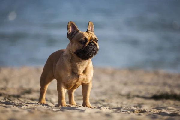 Lindo Francés Bulldog Cachorro Aire Libre —  Fotos de Stock