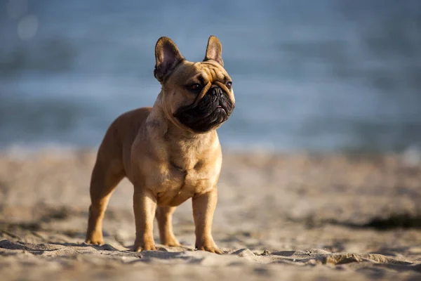 Lindo Francés Bulldog Cachorro Aire Libre —  Fotos de Stock