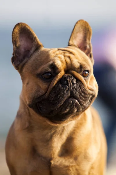 Söt Fransk Bulldogg Valp Utomhus — Stockfoto