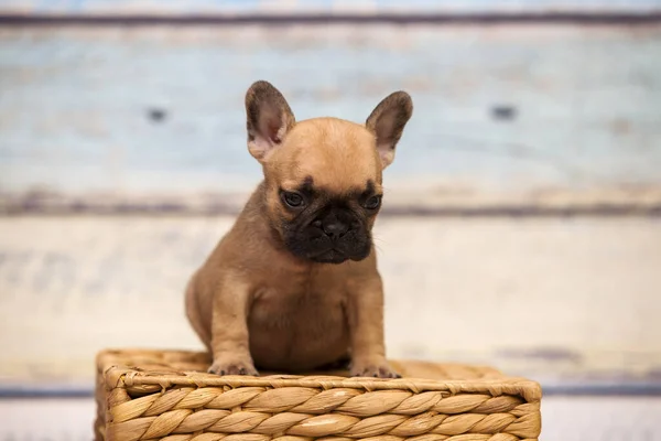 Bonito Filhote Cachorro Bulldog Francês Estúdio — Fotografia de Stock