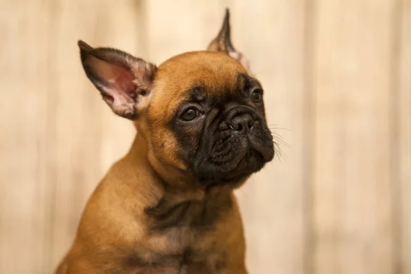 かわいいですフランス語ブルドッグ子犬でスタジオ — ストック写真