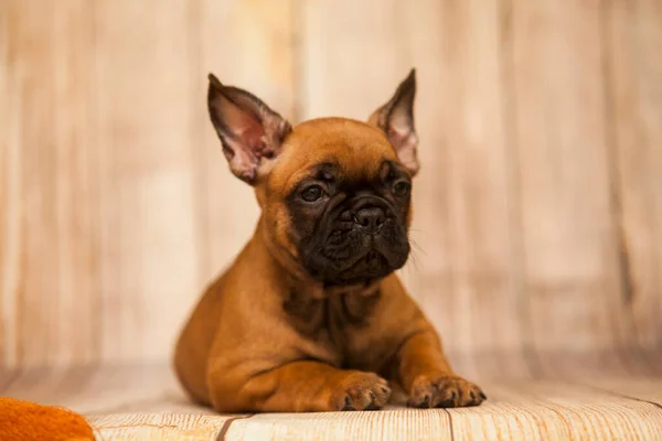 Stüdyoda Şirin Bir Fransız Bulldog Köpeği — Stok fotoğraf