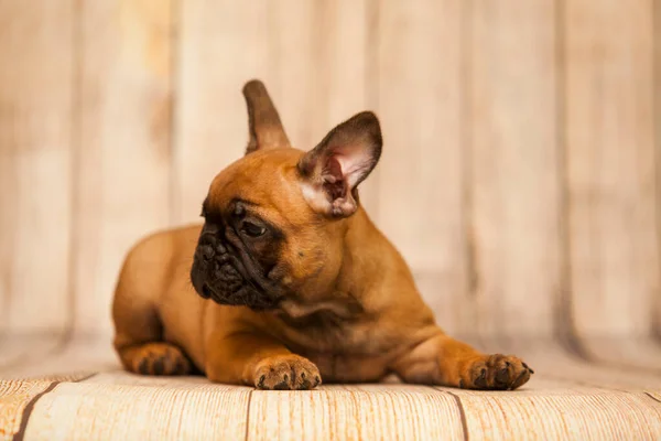 Bonito Filhote Cachorro Bulldog Francês Estúdio — Fotografia de Stock