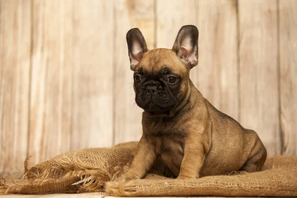 Bonito Filhote Cachorro Bulldog Francês Estúdio — Fotografia de Stock