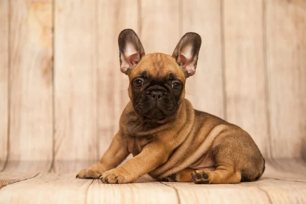 Bonito Filhote Cachorro Bulldog Francês Estúdio — Fotografia de Stock