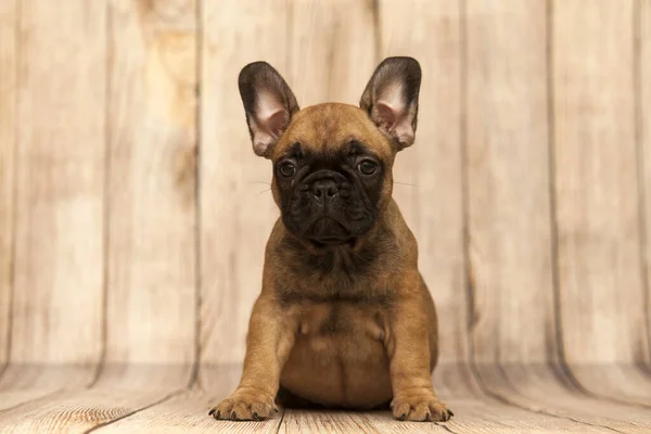 かわいいですフランス語ブルドッグ子犬でスタジオ — ストック写真