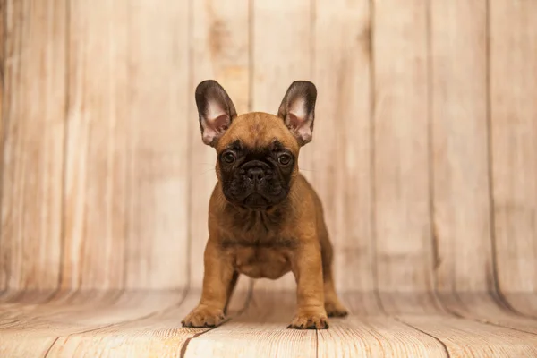 Bonito Filhote Cachorro Bulldog Francês Estúdio — Fotografia de Stock