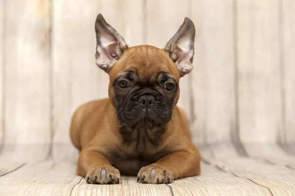 Lindo Perrito Bulldog Francés Estudio — Foto de Stock