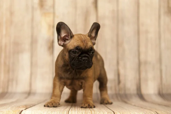 Bonito Filhote Cachorro Bulldog Francês Estúdio — Fotografia de Stock