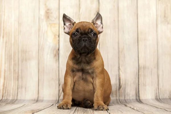 Lindo Perrito Bulldog Francés Estudio — Foto de Stock