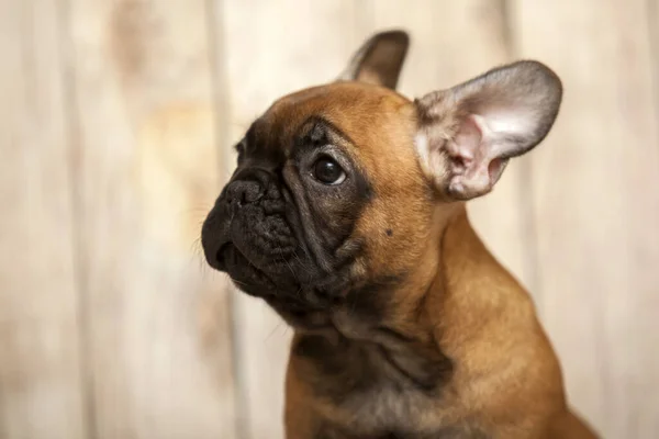 かわいいですフランス語ブルドッグ子犬でスタジオ — ストック写真