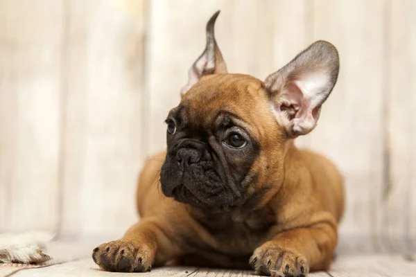 Aranyos Francia Bulldog Kiskutya Stúdióban — Stock Fotó