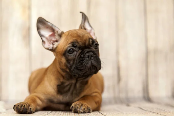 stock image Cute French Bulldog puppy in studio