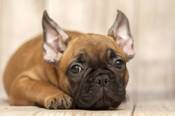 Bonito Filhote Cachorro Bulldog Francês Estúdio — Fotografia de Stock