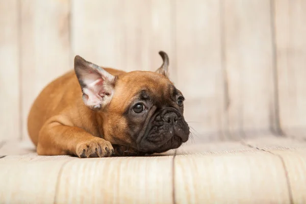 Mignon Bouledogue Français Chiot Studio — Photo