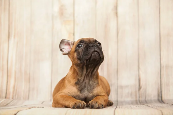 Cute French Bulldog Puppy Studio — Stock Photo, Image