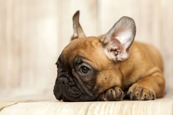 かわいいですフランス語ブルドッグ子犬でスタジオ — ストック写真