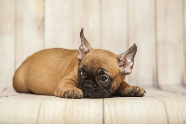 Lindo Perrito Bulldog Francés Estudio —  Fotos de Stock